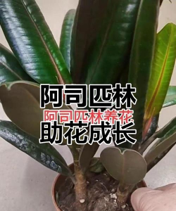 小众送妈妈的花有哪些花