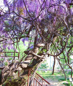 小众送妈妈的花有哪些花