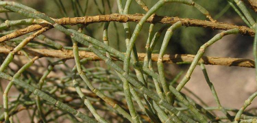 小众送妈妈的花有哪些花