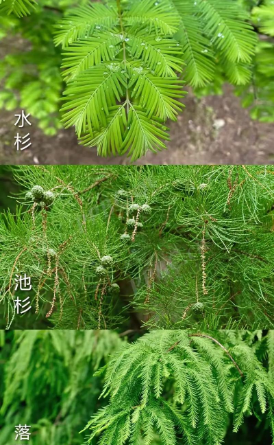 落羽杉和水杉区别照片