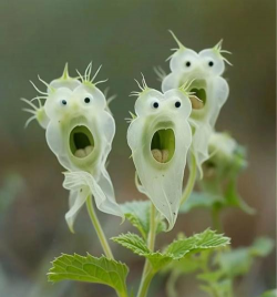 小众送妈妈的花有哪些花