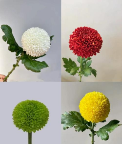 小众送妈妈的花有哪些花