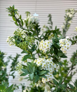 小众送妈妈的花有哪些花