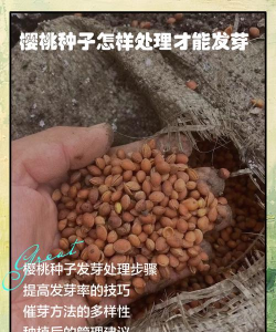 樱桃米米怎么能种出樱桃