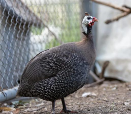 小众送妈妈的花有哪些花