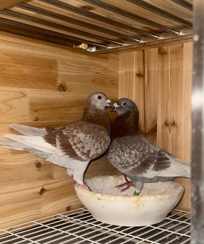 小众送妈妈的花有哪些花