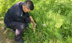 小众送妈妈的花有哪些花