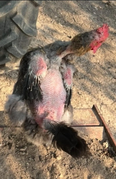 小众送妈妈的花有哪些花