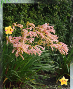 小众送妈妈的花有哪些花