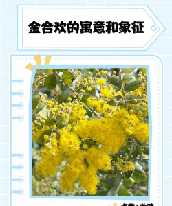 金合欢的花语和寓意