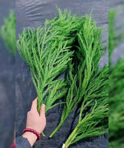 诺贝松可以保鲜多久