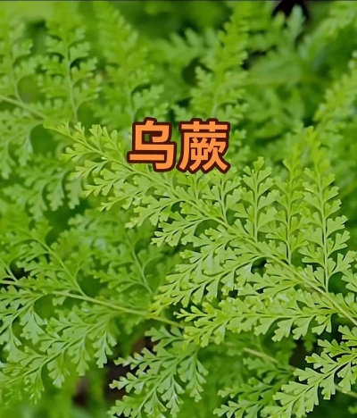 乌毛蕨是国家保护植物吗