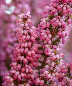 小众送妈妈的花有哪些花