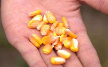 小众送妈妈的花有哪些花