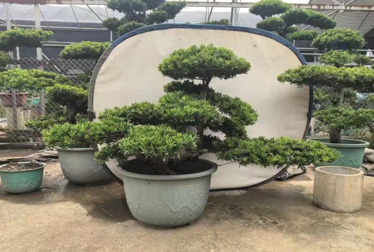 小众送妈妈的花有哪些花