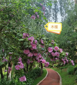 小众送妈妈的花有哪些花