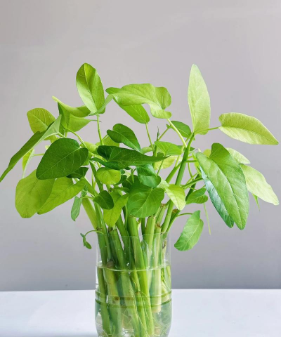 小众送妈妈的花有哪些花