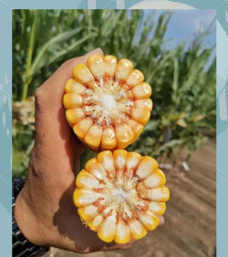 小众送妈妈的花有哪些花