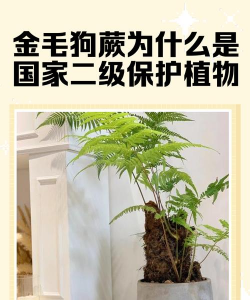 金毛狗蕨类植物是二级保护吗