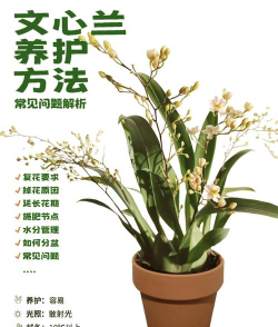 小众送妈妈的花有哪些花