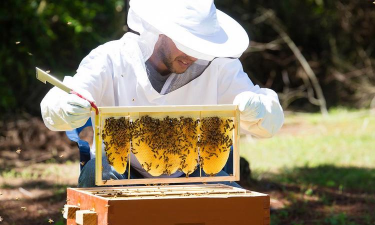 小众送妈妈的花有哪些花