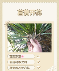 小众送妈妈的花有哪些花