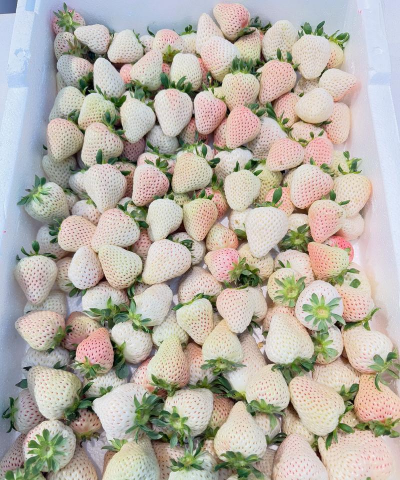 淡雪草莓品种介绍