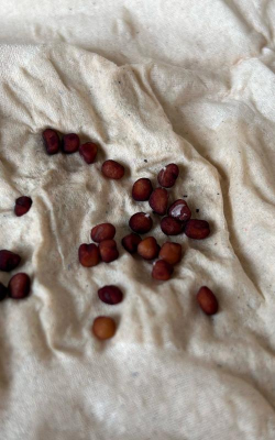 小众送妈妈的花有哪些花