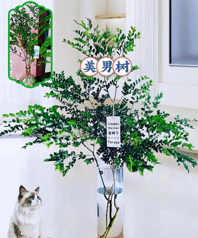 小众送妈妈的花有哪些花