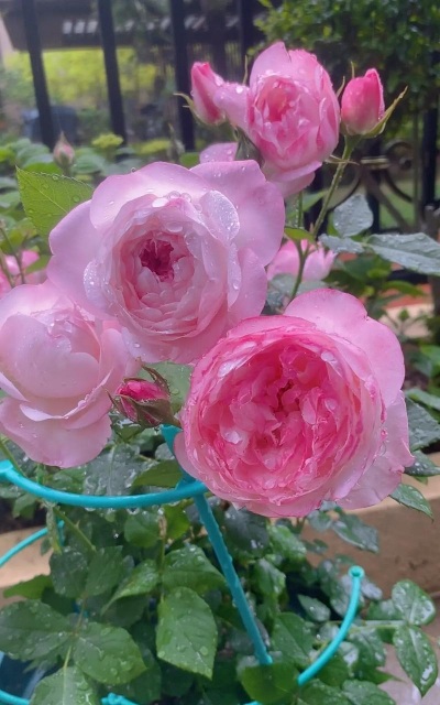 小众送妈妈的花有哪些花