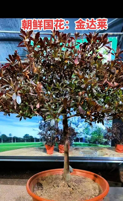 小众送妈妈的花有哪些花