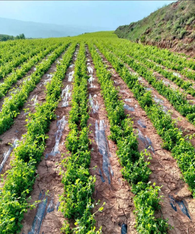 党参的种植方法和适应环境