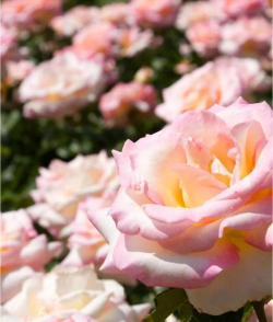 小众送妈妈的花有哪些花