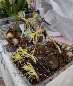 小众送妈妈的花有哪些花