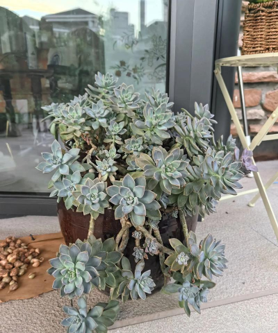 小众送妈妈的花有哪些花