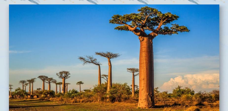 猴面包树集中分布区的自然植被