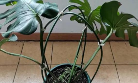 小众送妈妈的花有哪些花