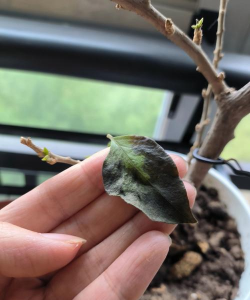 小众送妈妈的花有哪些花