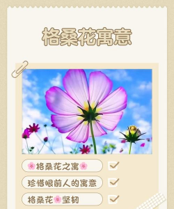 小众送妈妈的花有哪些花