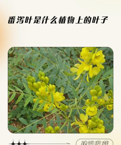 番泻叶是什么植物上的叶子