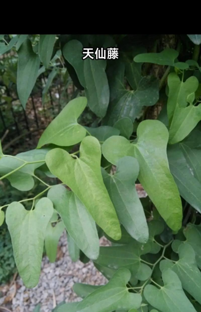 天仙藤的别名