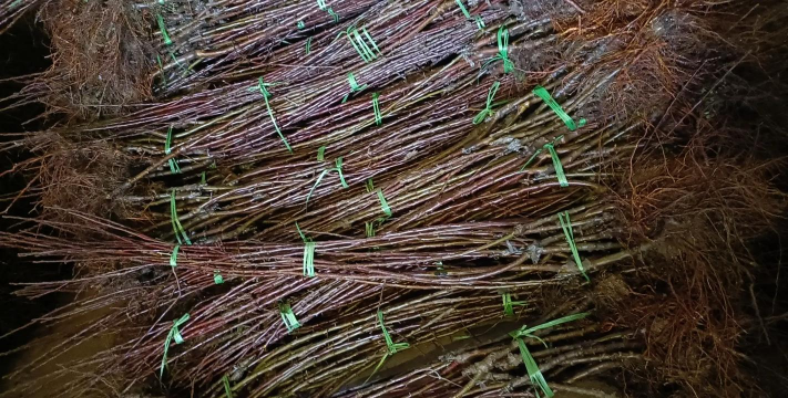 小众送妈妈的花有哪些花