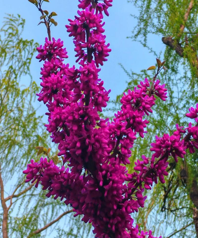 小众送妈妈的花有哪些花