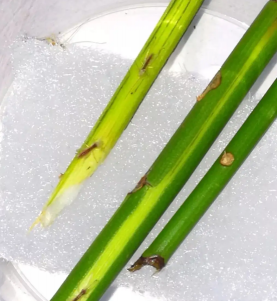 小众送妈妈的花有哪些花