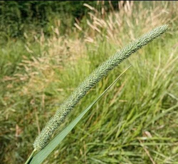 小众送妈妈的花有哪些花