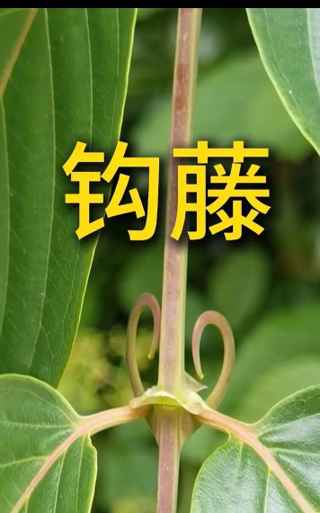 钩藤来源于哪科植物