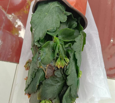 小众送妈妈的花有哪些花