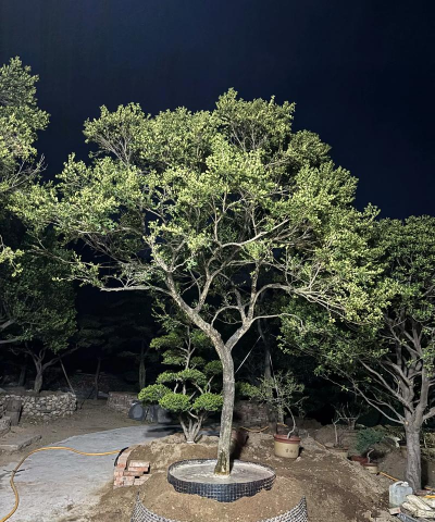 小众送妈妈的花有哪些花