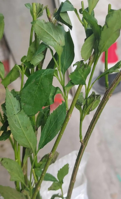 小众送妈妈的花有哪些花