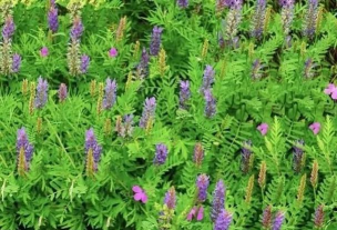 小众送妈妈的花有哪些花